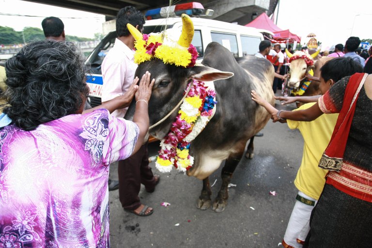 A woman touching a cattle as a symbol of respect and blessing outside of the Batu Caves Temple during the Thaipusam festival on February 03, 2015. The Hindu festival of Thaipusam, commemorates the day when Goddess Parvati gave Lord Murugan a Vel, a divine javelin to destroy the evil demon Soorapadman. photo Aizzat Nordin